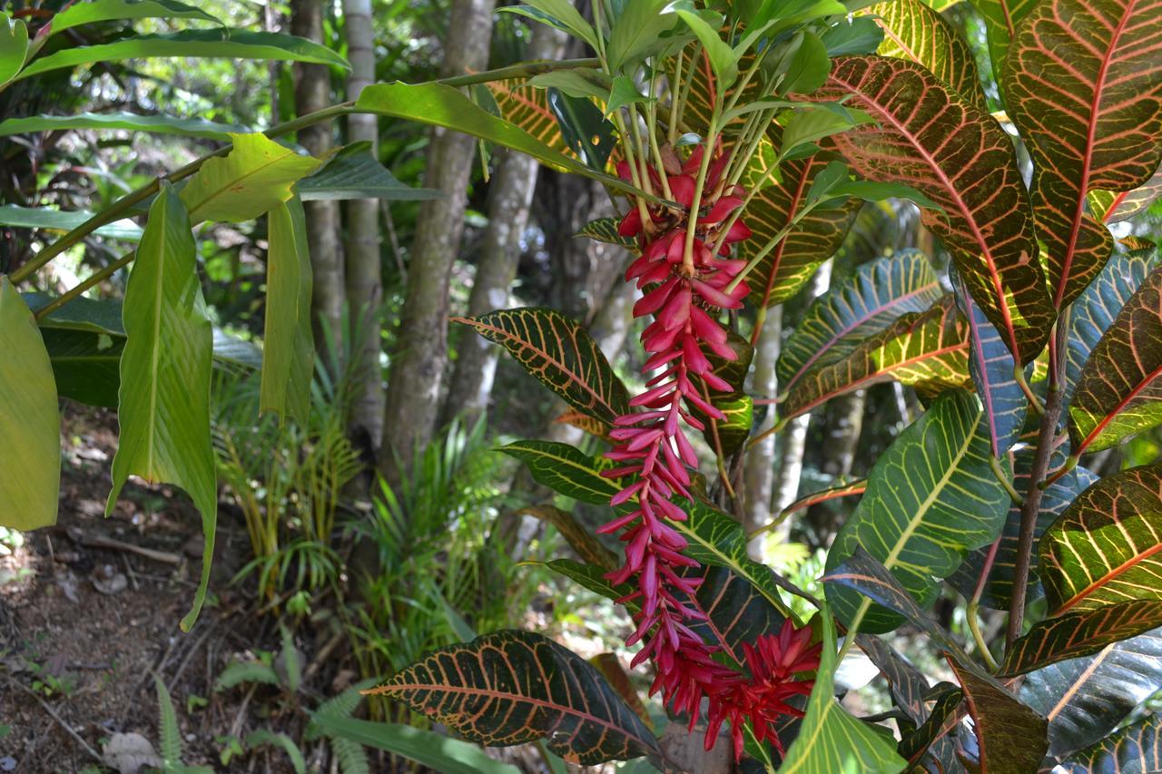 Natuga Ecolodge-Villas Dominical Baru ภายนอก รูปภาพ